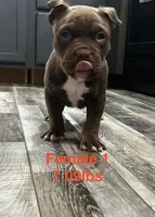 Female 1, a female American Bully for sale in Scranton, PA – 5 of 7
