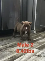 Male 2, a male American Bully for sale in Scranton, PA – 3 of 9