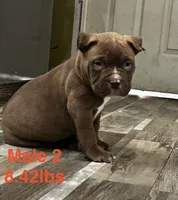 Male 2, a male American Bully for sale in Scranton, PA – 2 of 9