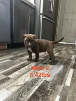 Male 2, a male American Bully for sale in Scranton, PA – 9 of 9