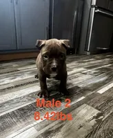 Male 2, a male American Bully for sale in Scranton, PA – 6 of 9