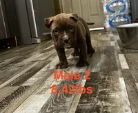 Male 2, a male American Bully for sale in Scranton, PA – 4 of 9