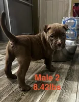 Male 2, a male American Bully for sale in Scranton, PA – 7 of 9