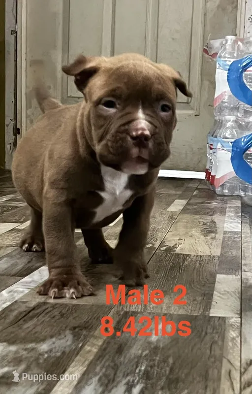 Male 2 – American Bully puppy for sale in Scranton, PA