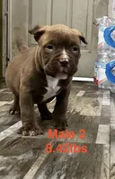 Male 2, a male American Bully for sale in Scranton, PA – 1 of 9