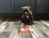 Male 2, a male American Bully for sale in Scranton, PA – 5 of 9