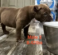 Male 2, a male American Bully for sale in Scranton, PA – 8 of 9