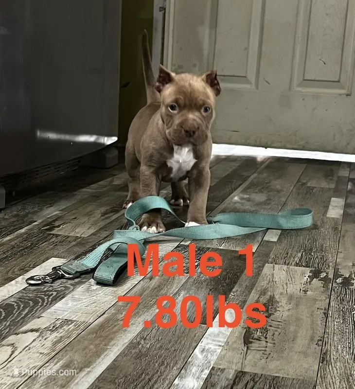 Male 1 – American Bully puppy for sale in Scranton, PA