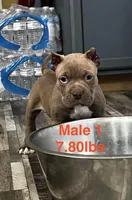 Male 1, a male American Bully for sale in Scranton, PA – 6 of 10