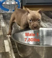 Male 1, a male American Bully for sale in Scranton, PA – 10 of 10
