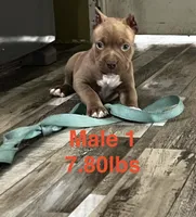 Male 1, a male American Bully for sale in Scranton, PA – 2 of 10