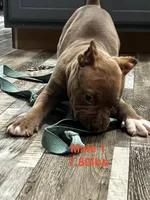 Male 1, a male American Bully for sale in Scranton, PA – 8 of 10