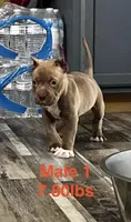 Male 1, a male American Bully for sale in Scranton, PA – 5 of 10