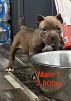 Male 1, a male American Bully for sale in Scranton, PA – 7 of 10