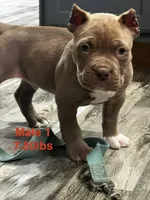 Male 1, a male American Bully for sale in Scranton, PA – 9 of 10