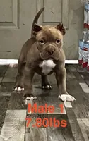 Male 1, a male American Bully for sale in Scranton, PA – 4 of 10