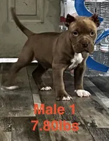 Male 1, a male American Bully for sale in Scranton, PA – 3 of 10