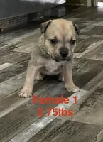 Female 1, a female American Bully for sale in Scranton, PA – 2 of 9