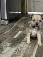 Female 1, a female American Bully for sale in Scranton, PA – 9 of 9