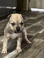 Female 1, a female American Bully for sale in Scranton, PA – 8 of 9