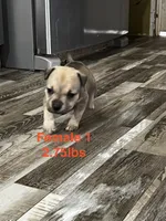 Female 1, a female American Bully for sale in Scranton, PA – 7 of 9