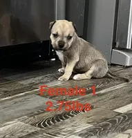 Female 1, a female American Bully for sale in Scranton, PA – 5 of 9