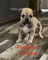 Female 1, a female American Bully for sale in Scranton, PA – 3 of 9