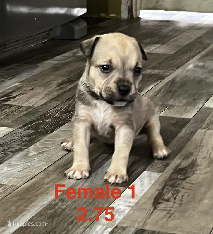 Female 1 – American Bully puppy for sale in Scranton, PA