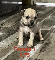Female 1, a female American Bully for sale in Scranton, PA – 1 of 9