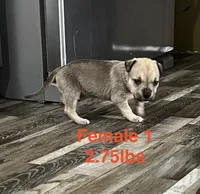 Female 1, a female American Bully for sale in Scranton, PA – 6 of 9