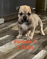 Female 1, a female American Bully for sale in Scranton, PA – 4 of 9