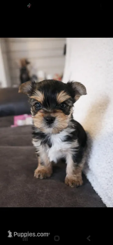 Cooper Very Tiny Sized 