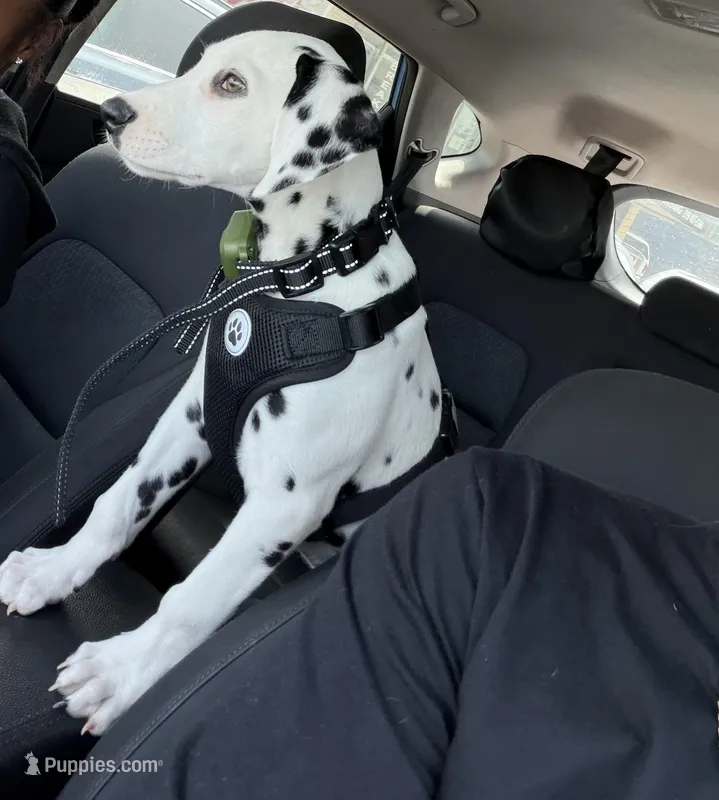 Kane – Dalmatian puppy for sale in Hoffman Estates, IL