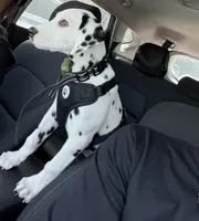 Kane, a male Dalmatian for sale in Hoffman Estates, IL – Photo 1 of 3