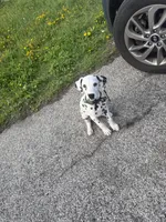 Kane, a male Dalmatian for sale in Hoffman Estates, IL – Photo 3 of 3