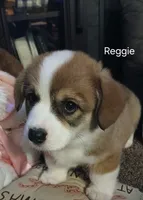 Reggie, a male Pembroke Welsh Corgi for sale in Hartford City, IN – 2 of 2