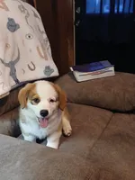 Jack , a male Pembroke Welsh Corgi for sale in Redkey, IN – 2 of 4