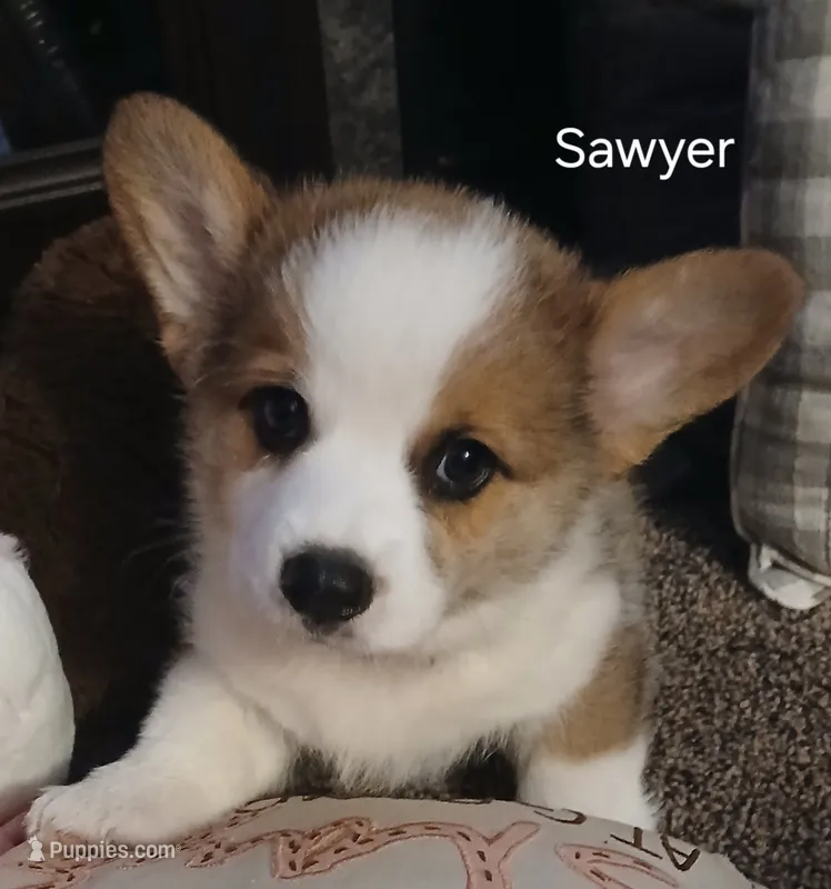 Sawyer – Pembroke Welsh Corgi puppy for sale in Hartford City, IN