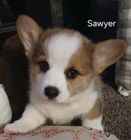 Sawyer, a male Pembroke Welsh Corgi for sale in Hartford City, IN – 1 of 1