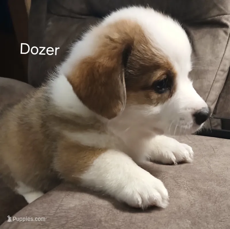 Dozer – Pembroke Welsh Corgi puppy for sale in Hartford City, IN