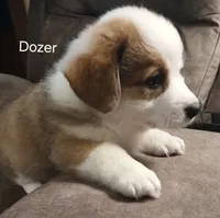 Dozer, a male Pembroke Welsh Corgi for sale in Hartford City, IN – 1 of 2