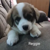 Reggie, a male Pembroke Welsh Corgi for sale in Hartford City, IN – 1 of 2