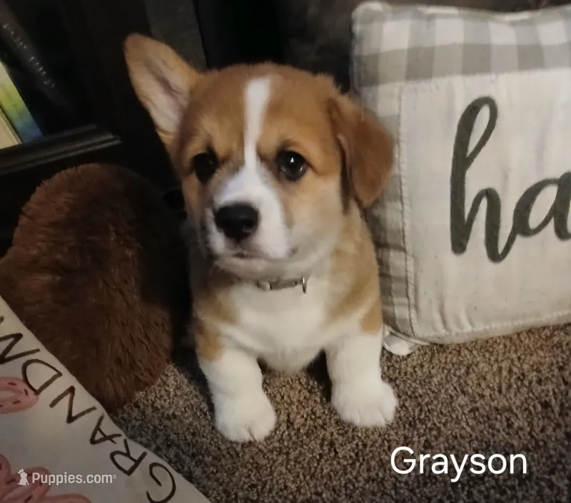 Grayson – Pembroke Welsh Corgi puppy for sale in Hartford City, IN