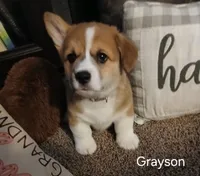 Grayson, a male Pembroke Welsh Corgi for sale in Hartford City, IN – 1 of 1