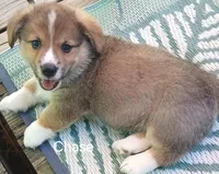 Chase, a male Pembroke Welsh Corgi for sale in Hartford City, IN – 2 of 2