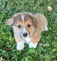 Chase, a male Pembroke Welsh Corgi for sale in Redkey, IN – 2 of 2