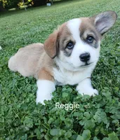 Reggie, a male Pembroke Welsh Corgi for sale in Redkey, IN – 2 of 2