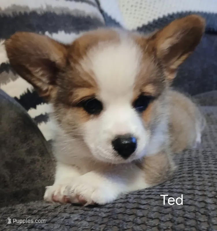 Ted – Pembroke Welsh Corgi puppy for sale in Hartford City, IN