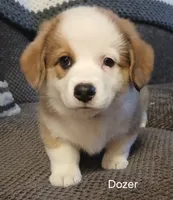 Dozer, a male Pembroke Welsh Corgi for sale in Hartford City, IN – 2 of 2