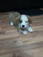Jack , a male Pembroke Welsh Corgi for sale in Redkey, IN – 3 of 4